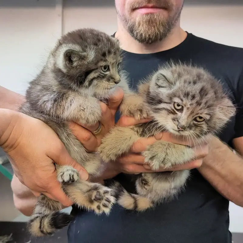 A photograph of Qolli-Olli and Qatti-Matti in Korkeasaari Zoo
