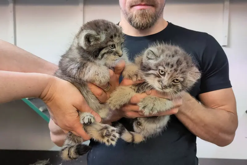 A photograph of Qolli-Olli and Qatti-Matti in Korkeasaari Zoo