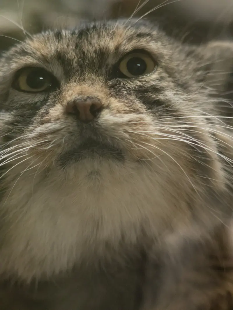 A photograph of Primula in Ueno Zoological Gardens