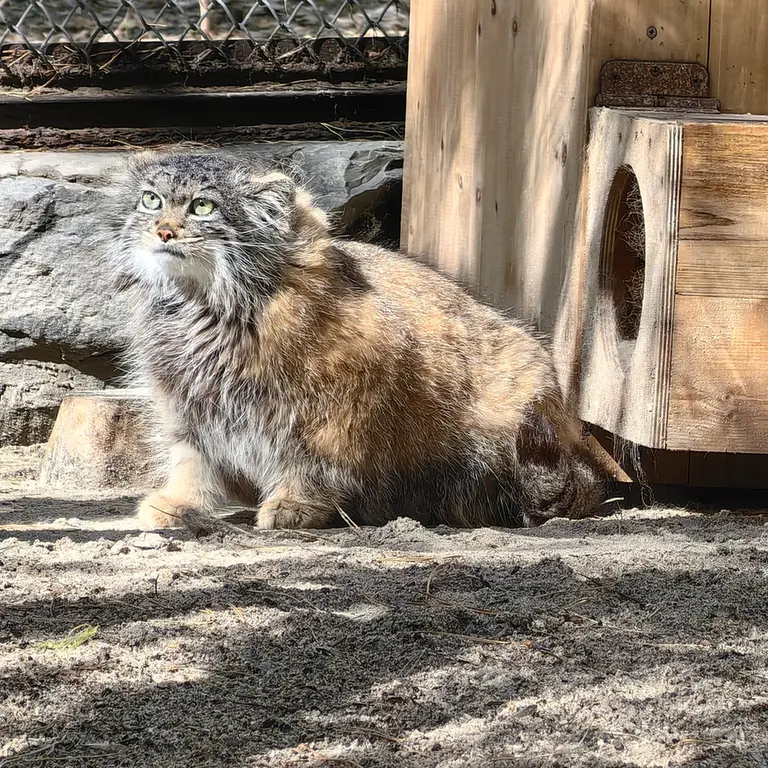 A photograph of Adele in Novosibirsk Zoo