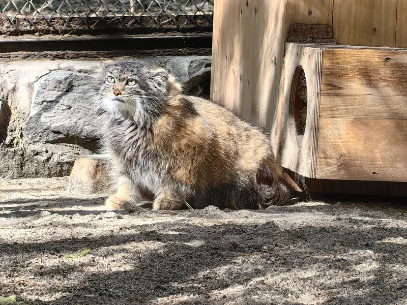 A photograph of Adele in Novosibirsk Zoo