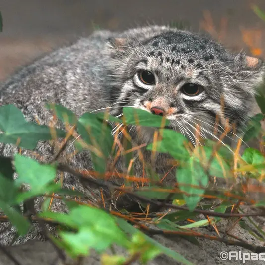 A photograph of Oto in Kobe Animal Kingdom