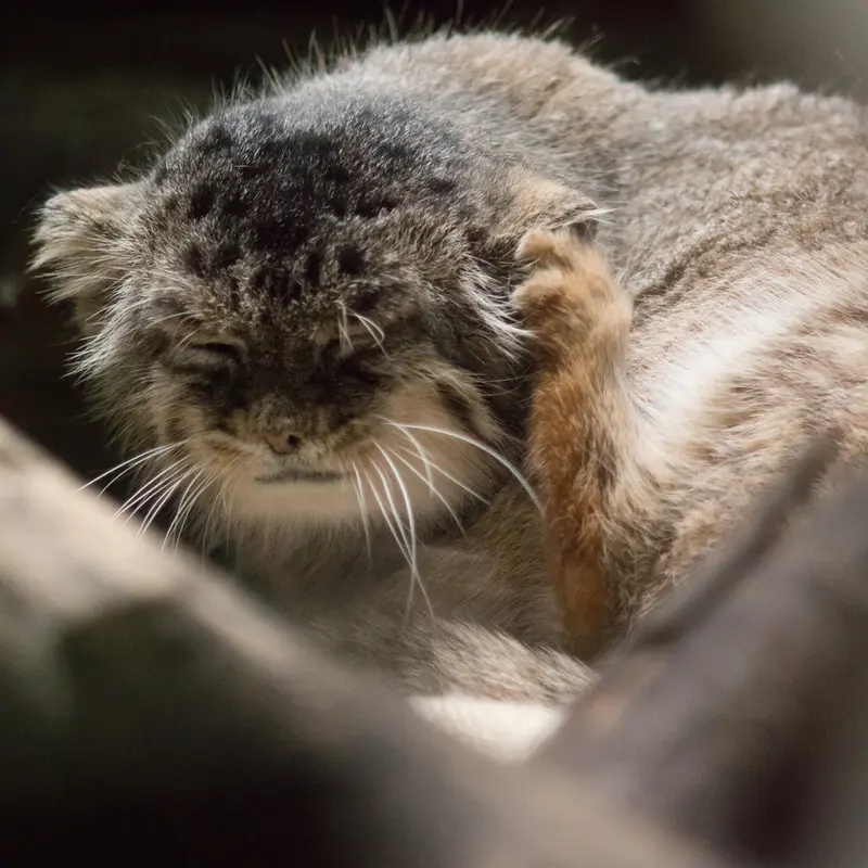 A photograph of Primula in Ueno Zoological Gardens