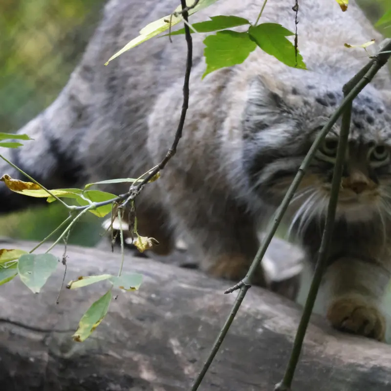 A photograph of Zosya in Novosibirsk Zoo