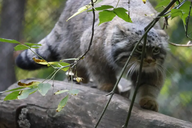 A photograph of Zosya in Novosibirsk Zoo