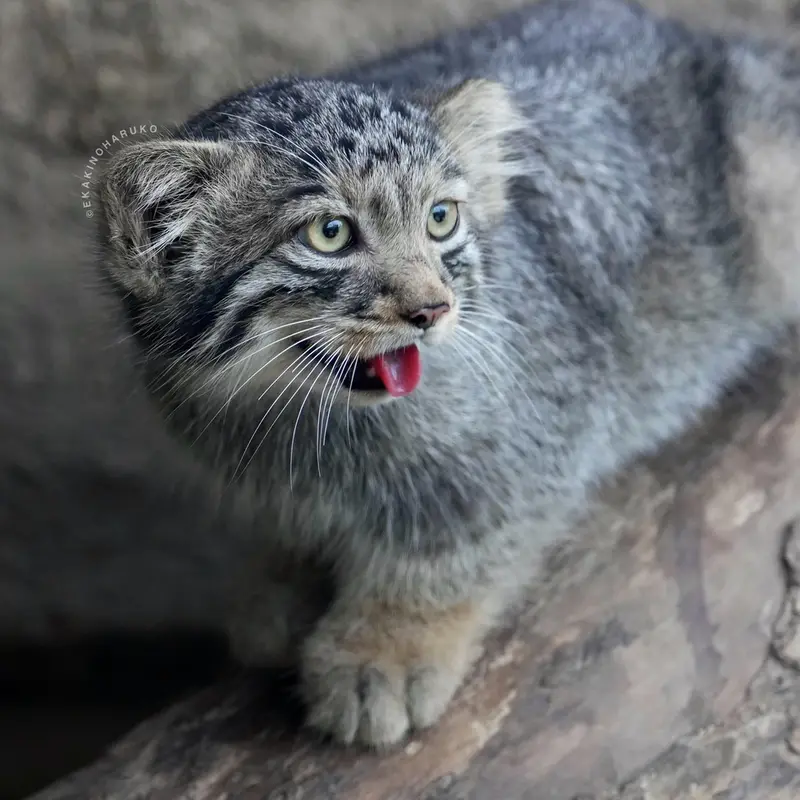 A photograph of Komorebi in Kobe Animal Kingdom
