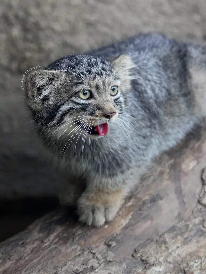 A photograph of Komorebi in Kobe Animal Kingdom