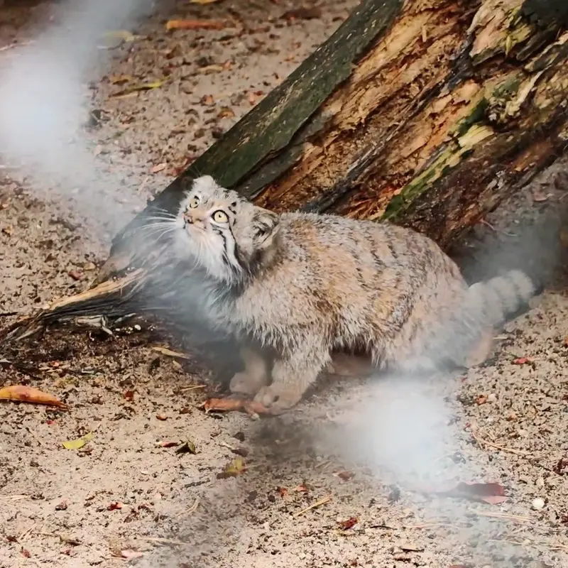 A photograph of a Pallas's cat in Novosibirsk Zoo