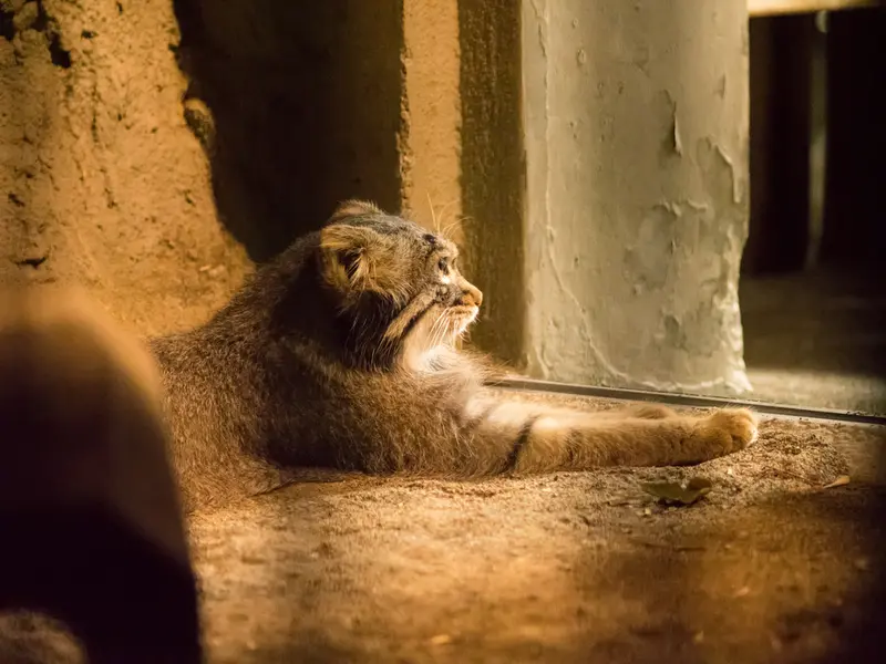 A photograph of Figa in Nogeyama Zoo