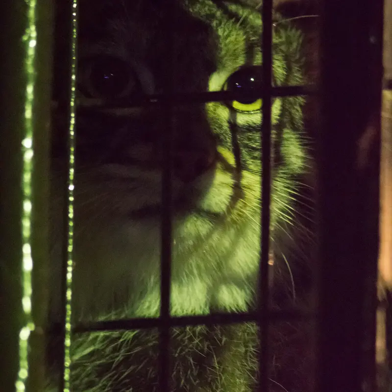 A photograph of Figa in Nogeyama Zoo