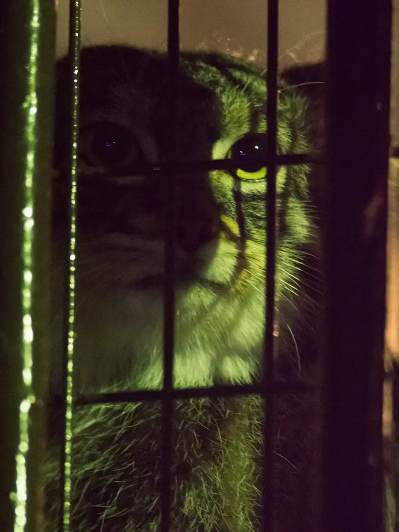 A photograph of Figa in Nogeyama Zoo