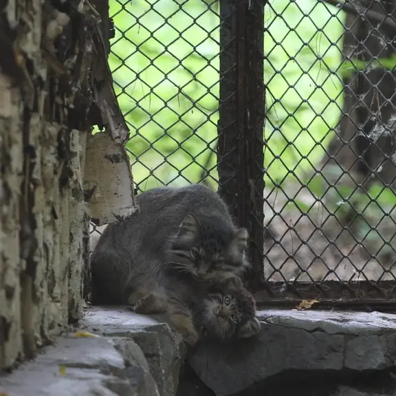 A photograph of a Pallas's cat in Novosibirsk Zoo