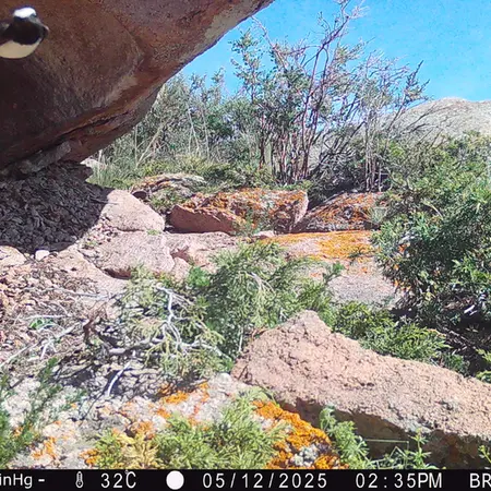 A photograph of a Pallas's cat from Shubaraigyr camera trap