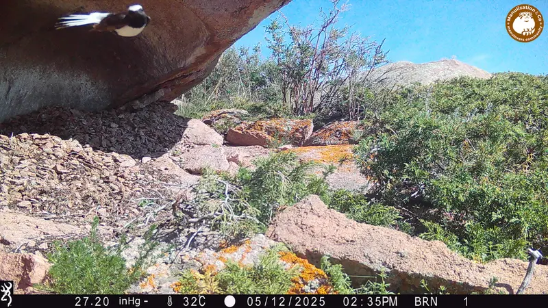 A photograph of a Pallas's cat from Shubaraigyr camera trap