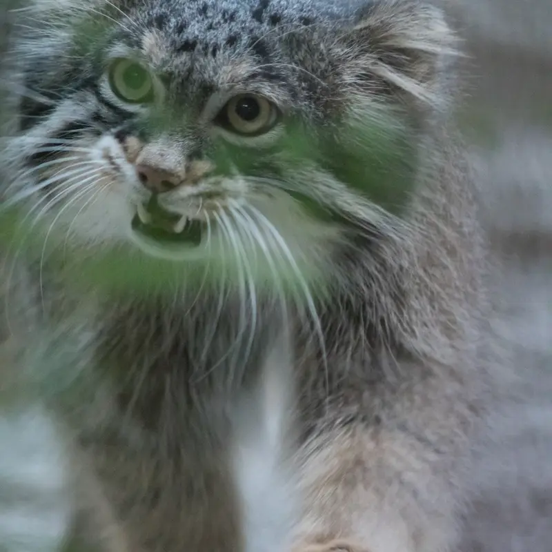 A photograph of Figa in Nogeyama Zoo