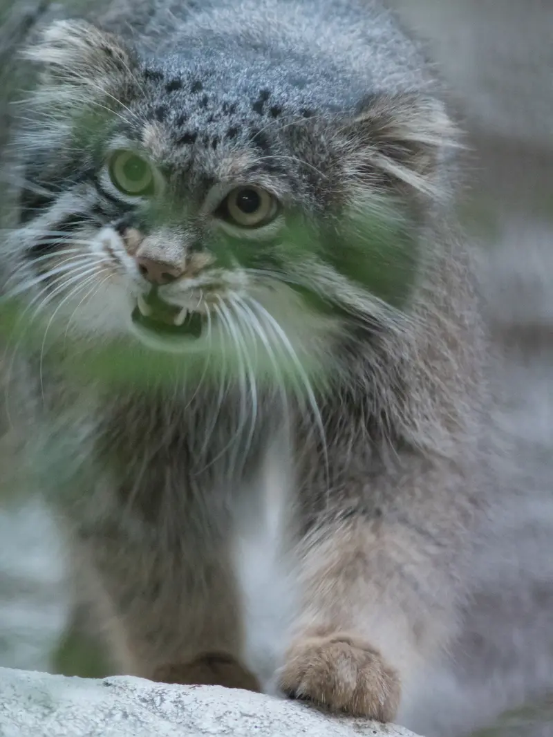 A photograph of Figa in Nogeyama Zoo