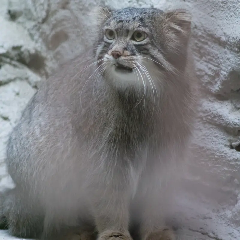 A photograph of Figa in Nogeyama Zoo