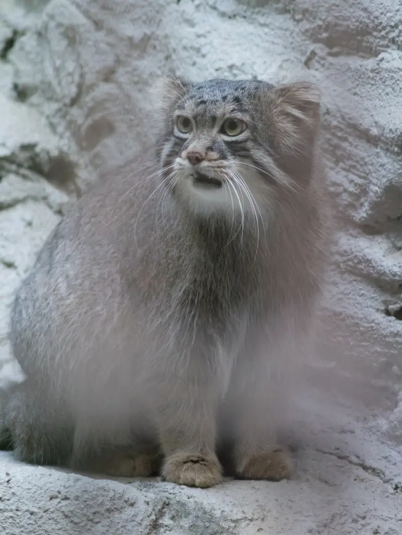 A photograph of Figa in Nogeyama Zoo