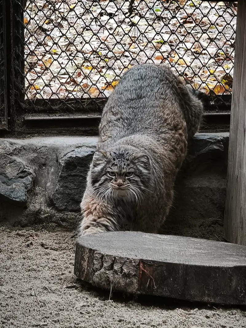 A photograph of Adele in Novosibirsk Zoo