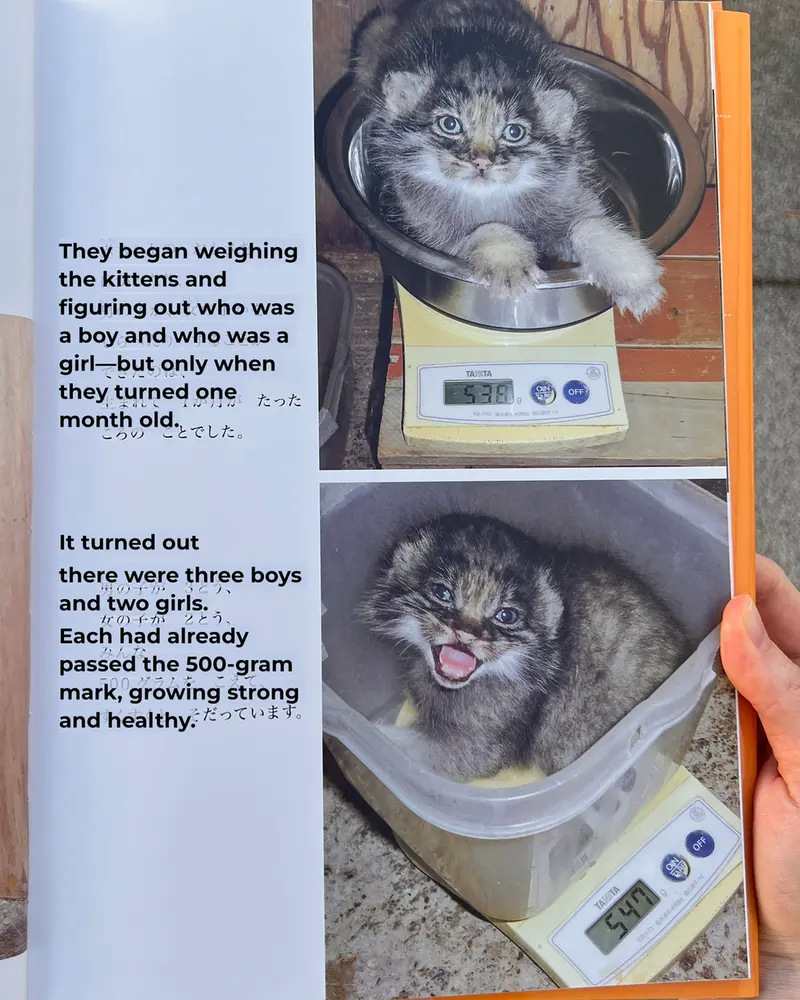 A photograph of a Pallas's cat