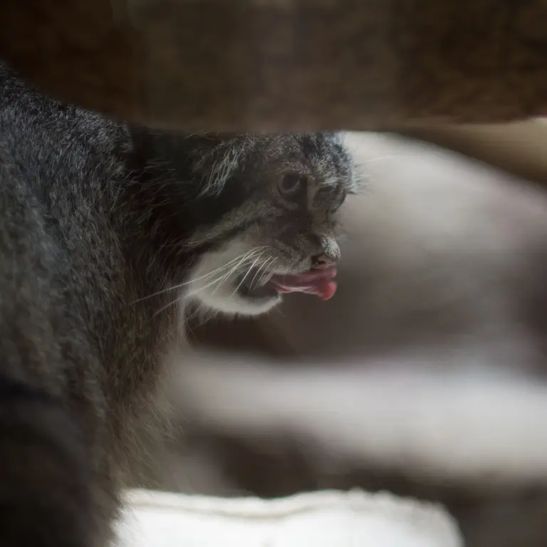 A photograph of Klyon in Ueno Zoological Gardens