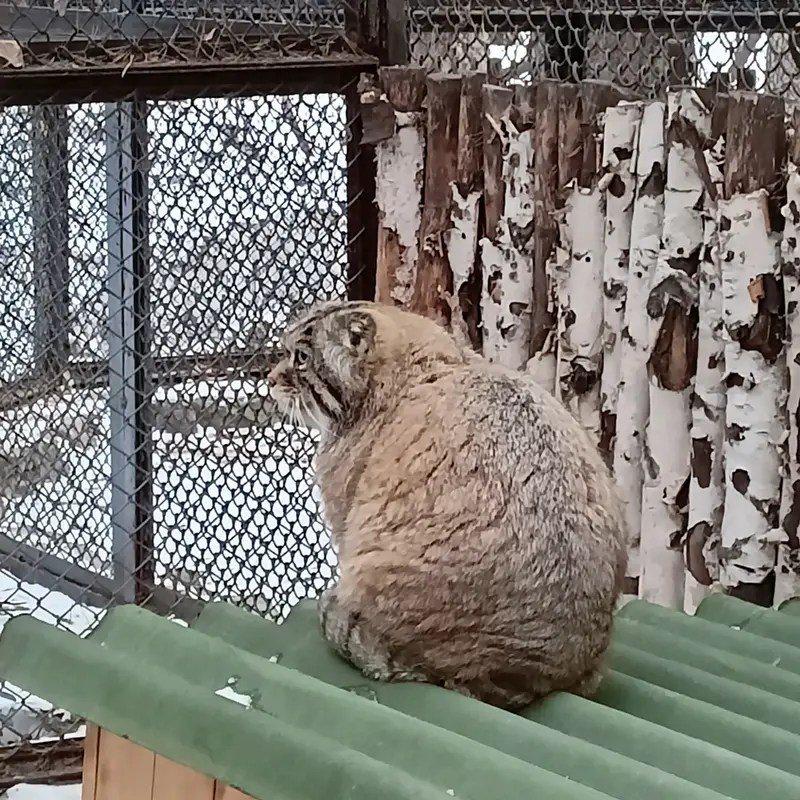 A photograph of George in Novosibirsk Zoo