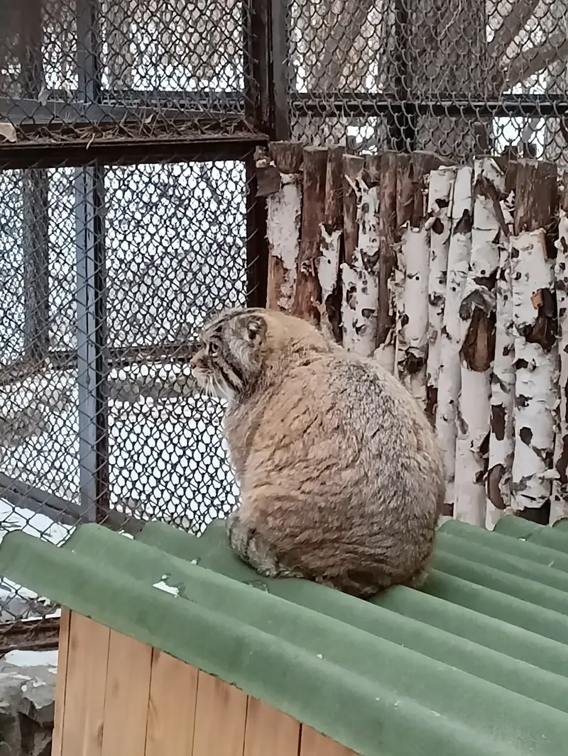 A photograph of George in Novosibirsk Zoo