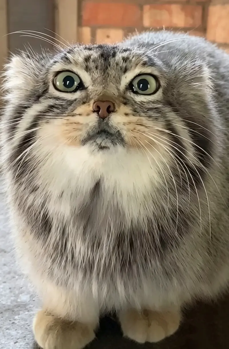 A photograph of a Pallas's cat