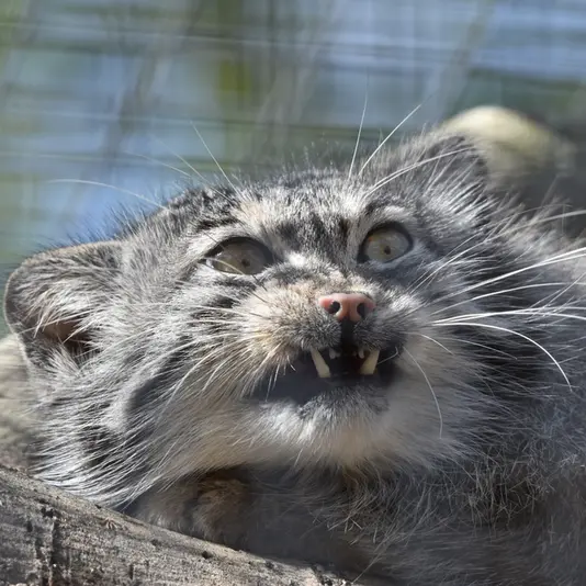 A photograph of Khal in Banham Zoo