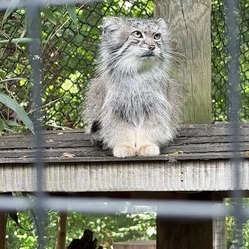 A photograph of a Pallas's cat in Smithsonian's National Zoo
