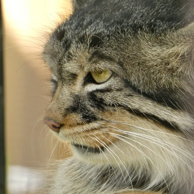 A photograph of Hide in Asahiyama Zoo