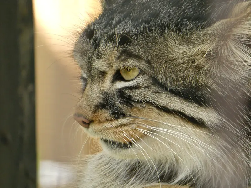 A photograph of Hide in Asahiyama Zoo
