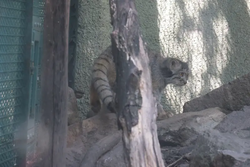 A photograph of Boris Ⅱ in Budapest Zoo & Botanical Garden