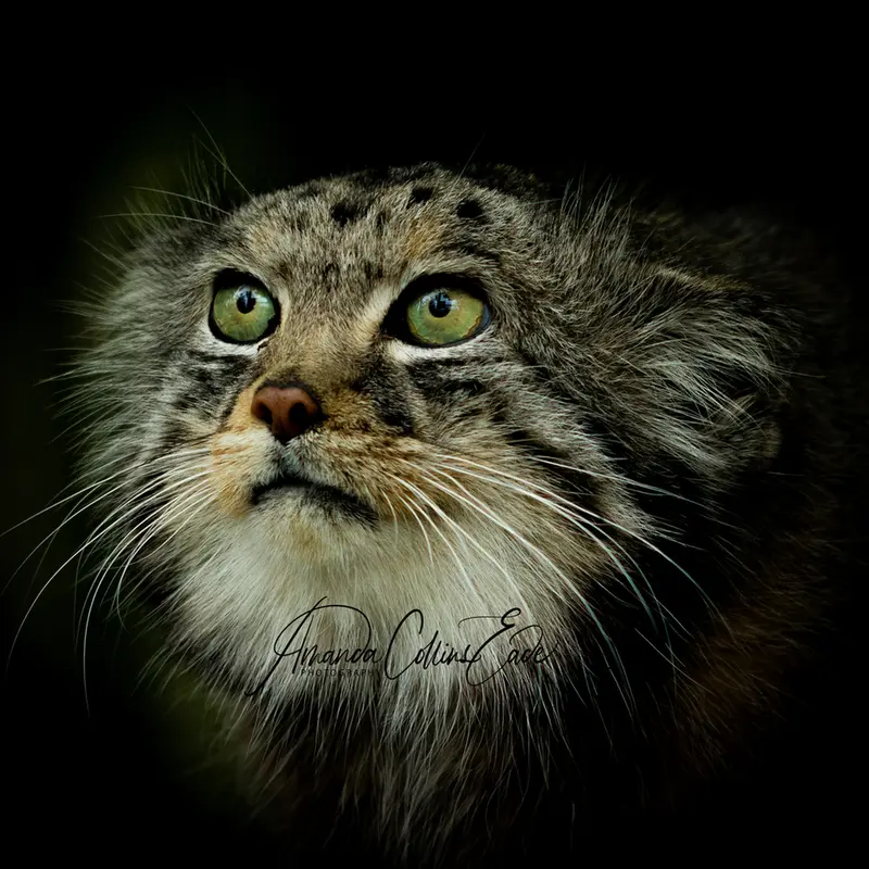 A photograph of Jethro in The Big Cat Sanctuary