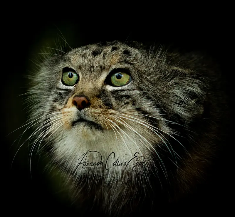 A photograph of Jethro in The Big Cat Sanctuary