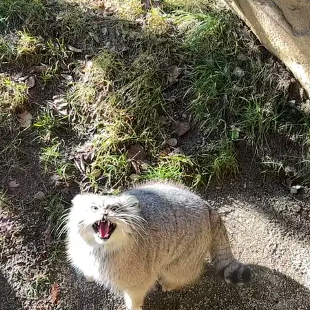 A photograph of Polly in Nasu Animal Kingdom