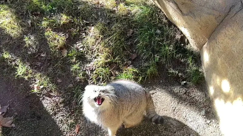 A photograph of Polly in Nasu Animal Kingdom