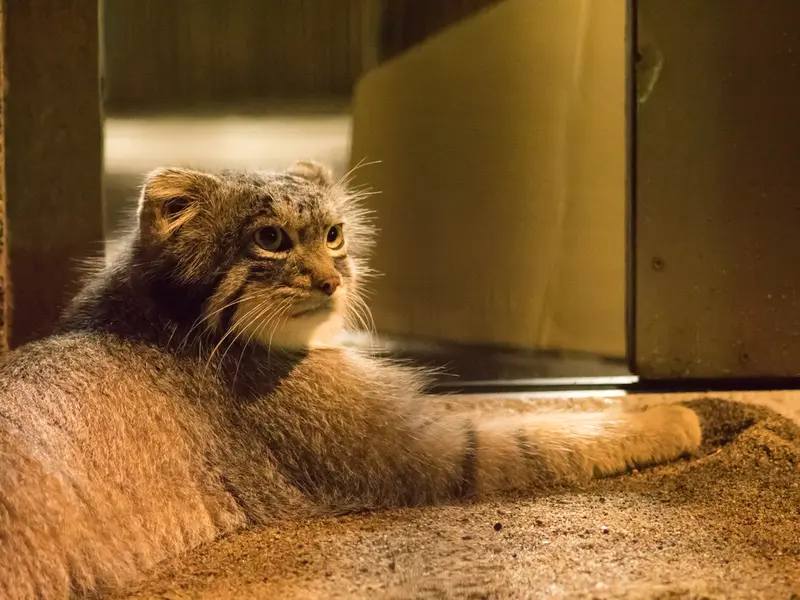 A photograph of Figa in Nogeyama Zoo