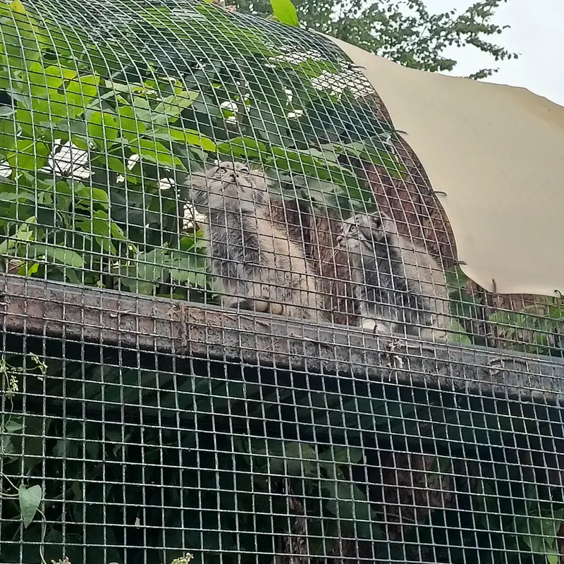 A photograph of a Pallas's cat