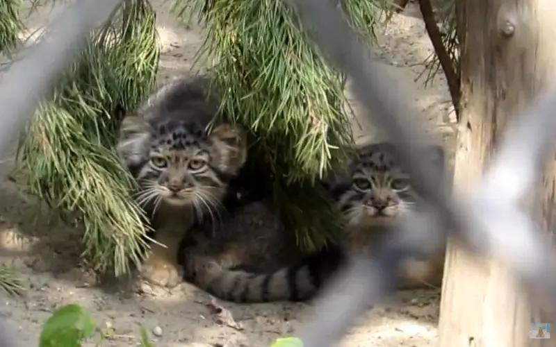 A photograph of a Pallas's cat