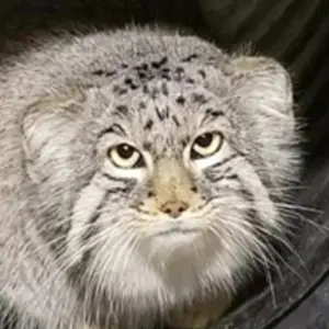 Mushu the Pallas's cat from Cincinnati Zoo