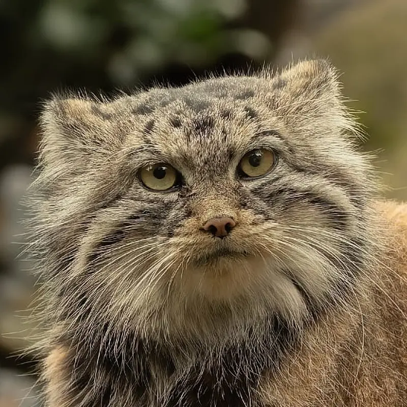 Moira the Pallas's cat from Ostrava Zoo