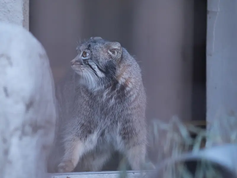 A photograph of Figa in Nogeyama Zoo
