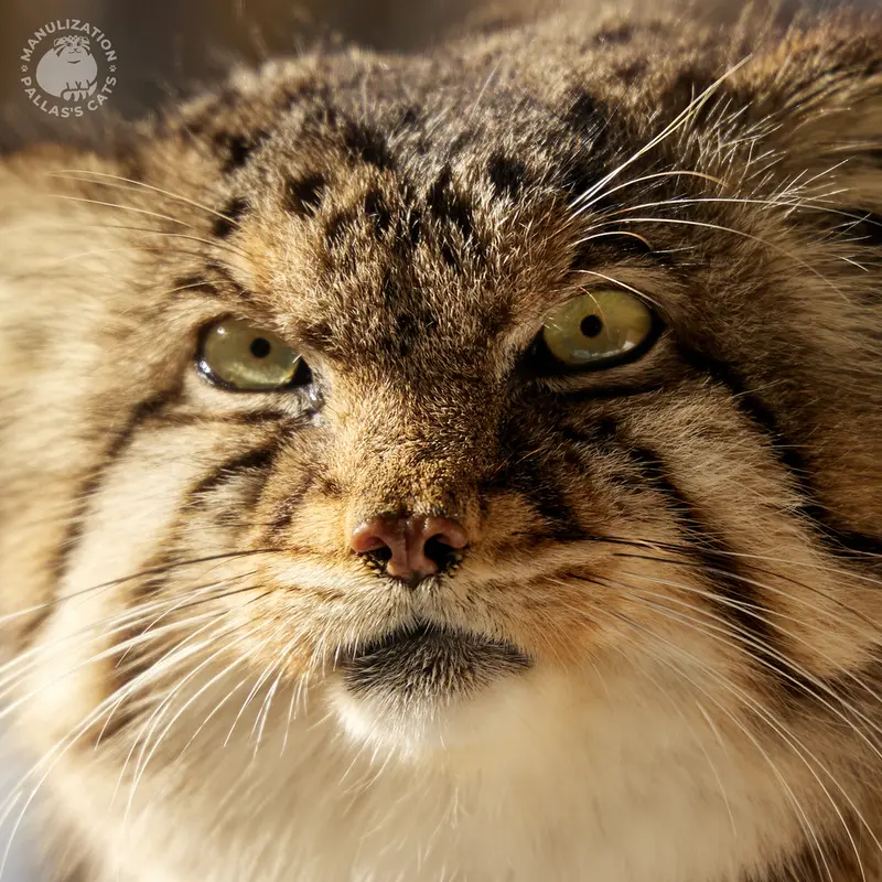A photograph of a Pallas's cat