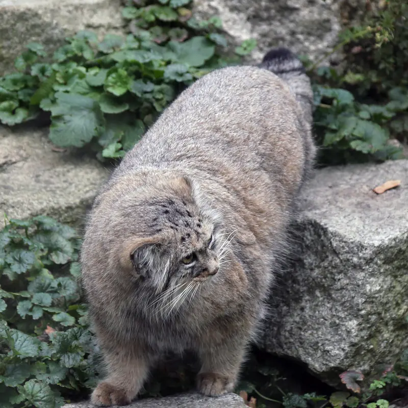 A photograph of Zarina in Wrocław Zoo