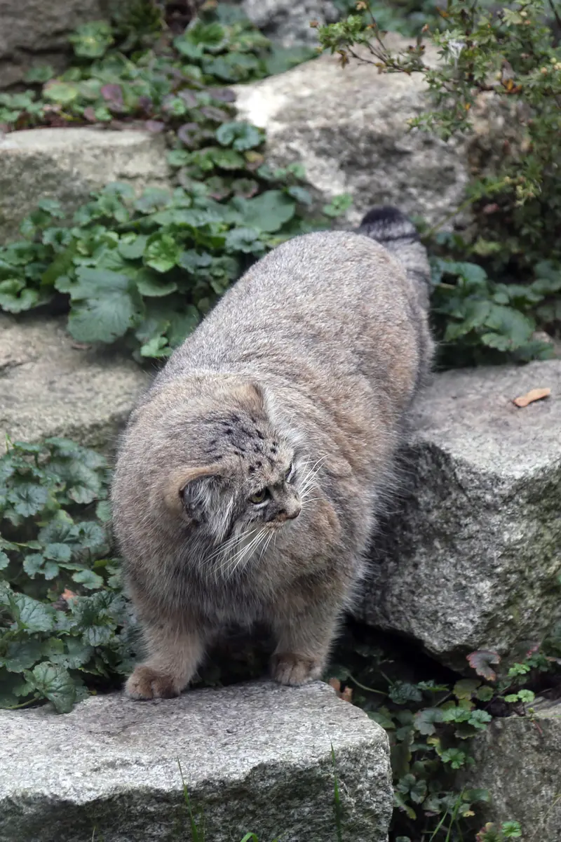 A photograph of Zarina in Wrocław Zoo