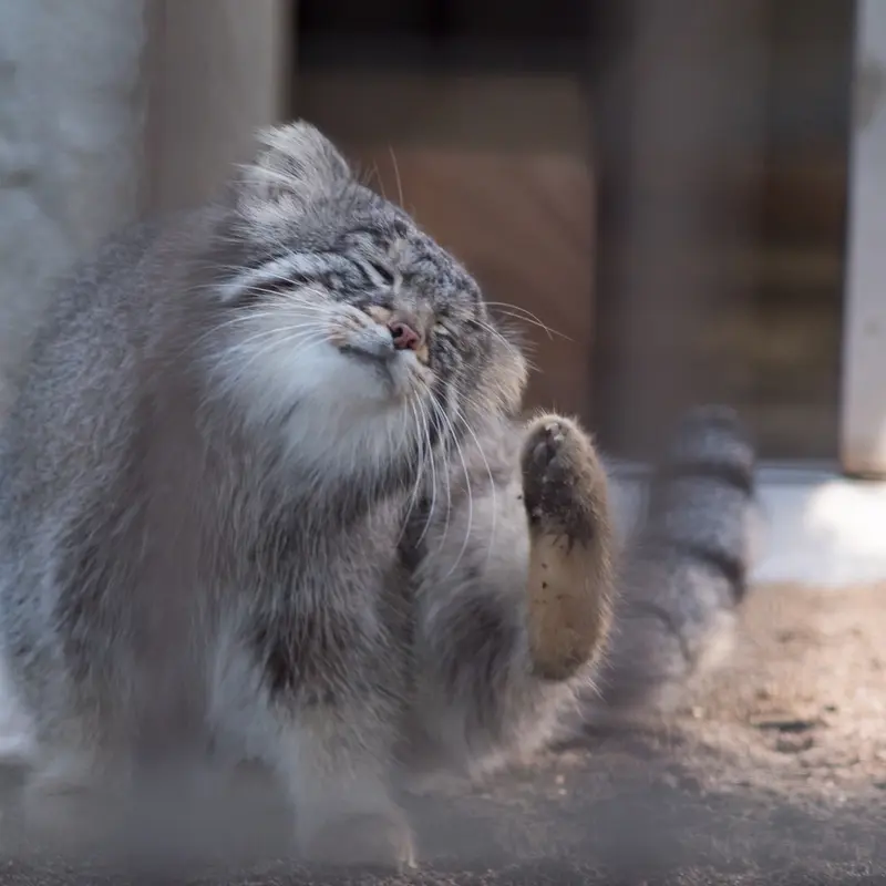 A photograph of Figa in Nogeyama Zoo