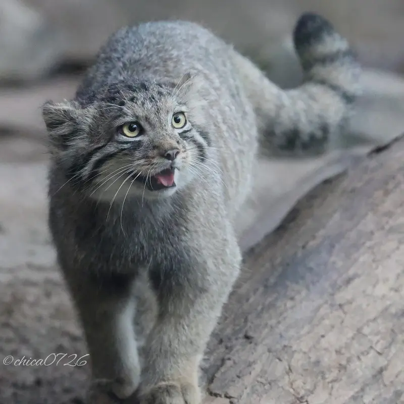 A photograph of San in Kobe Animal Kingdom
