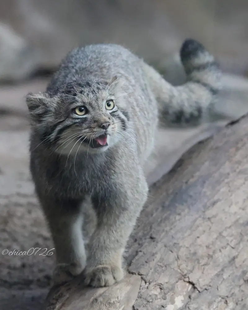 A photograph of San in Kobe Animal Kingdom
