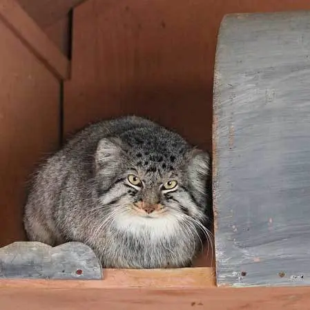 A photograph of Shar in Saitama Children's Zoo